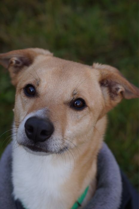 Grosik – nieśmiały, ale kochany pies szuka spokojnego domu