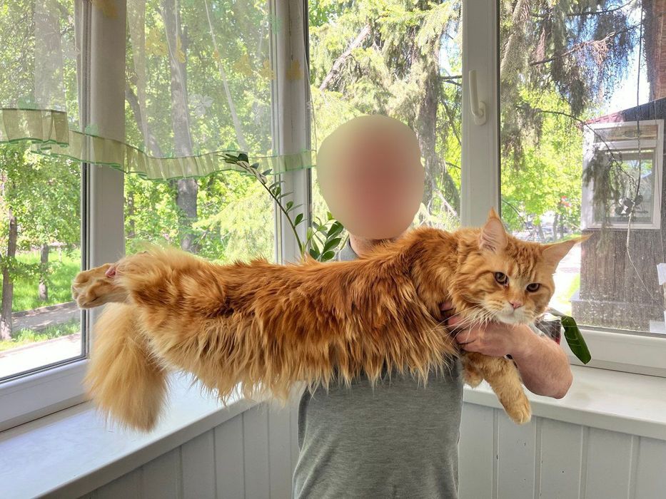 Молодий Мейн Кун в'язка