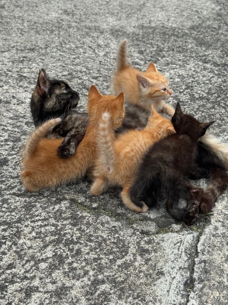 Gatos para oferta