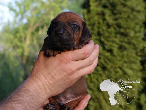 Rhodesian Ridgeback wystawowy piesek po Zwycięzcy Świata 2024 FCI