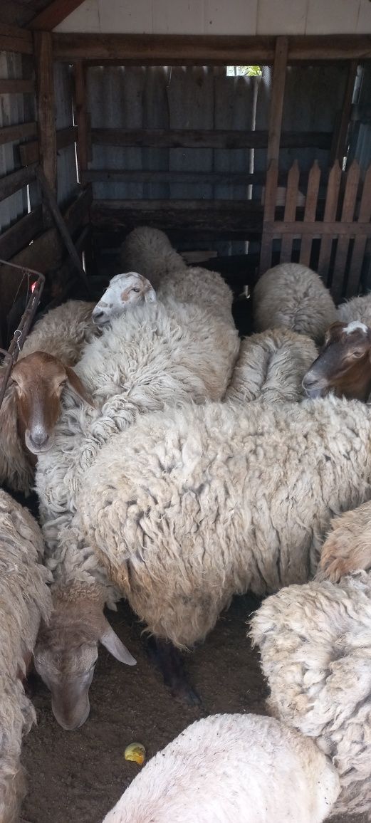 Продам овец курдючных