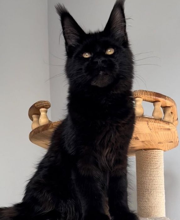 Детки мейн-кун, есть мальчики и девочки