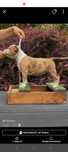 American Bully z metrykami ABKC.