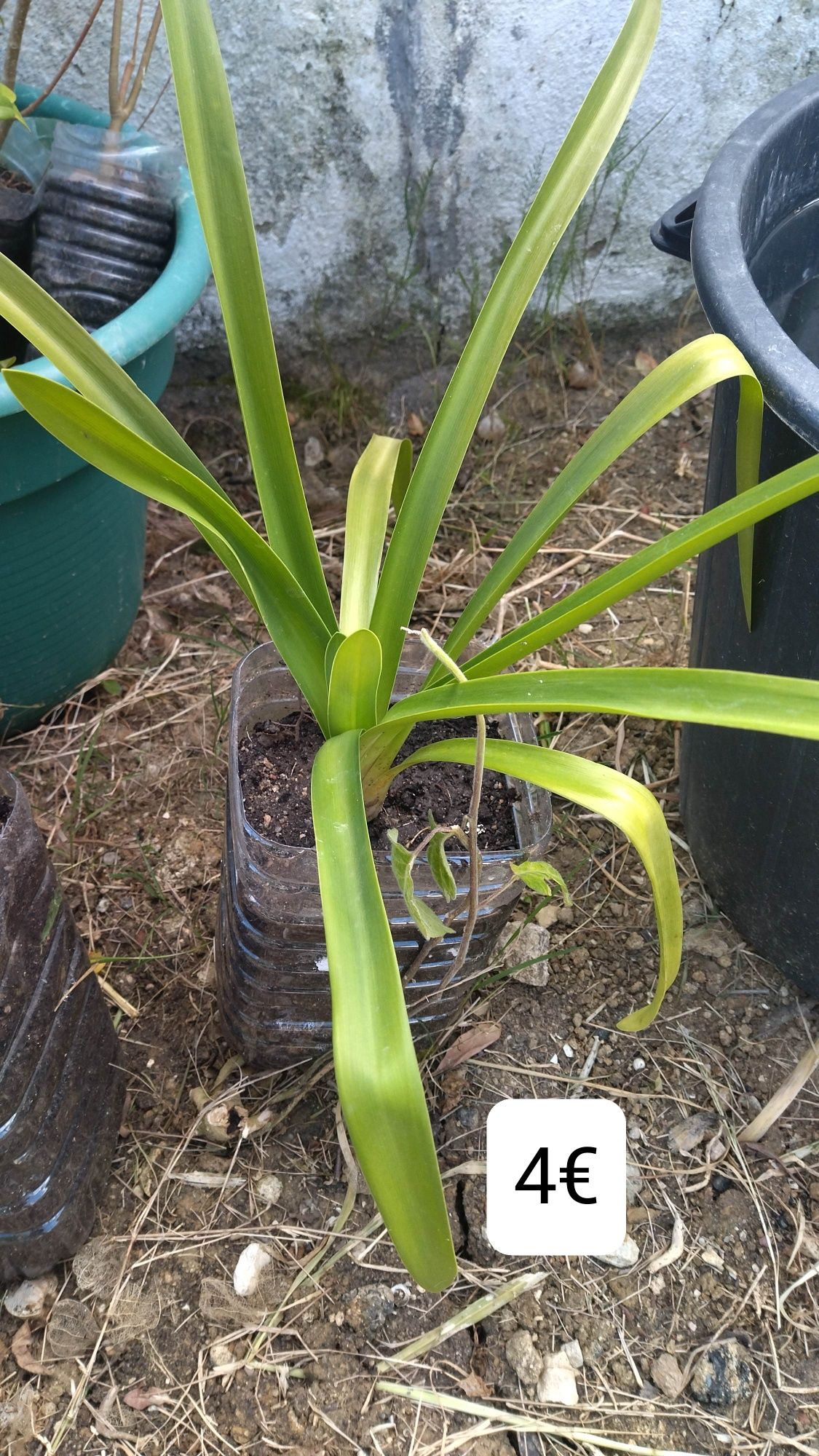 Agapanthus branco e azul (só azul)