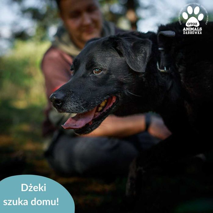 Dżeki szuka domu