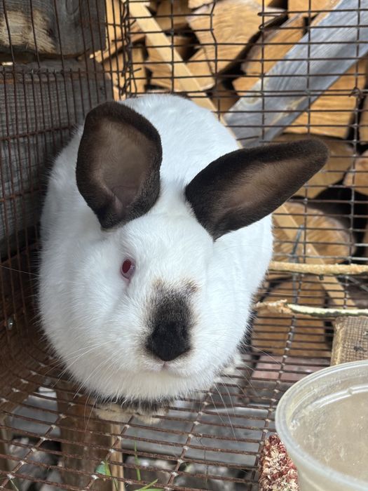 Кролик каліфорнійський