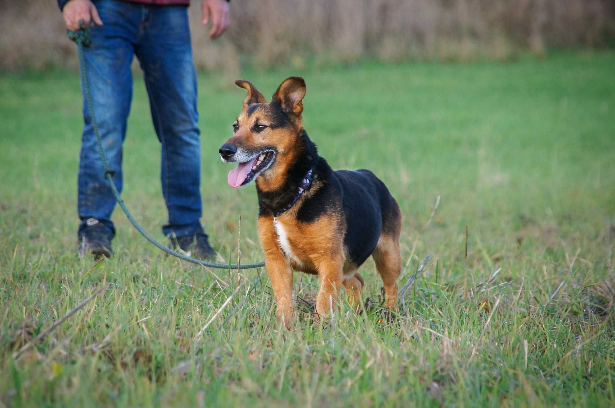 Benio - cudowny słodziak szuka domku.