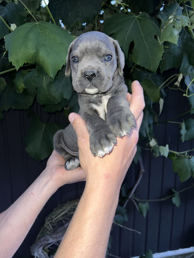 Продам цуциків кане корсо