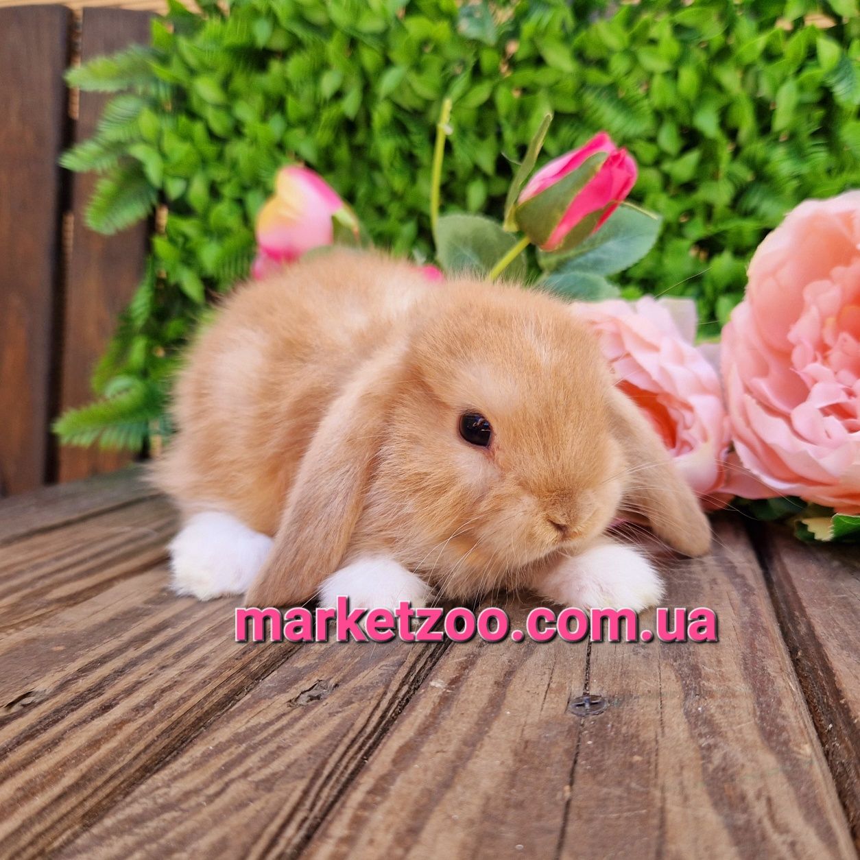 Карликовый мини кролик,мiнi баранчик mini lop