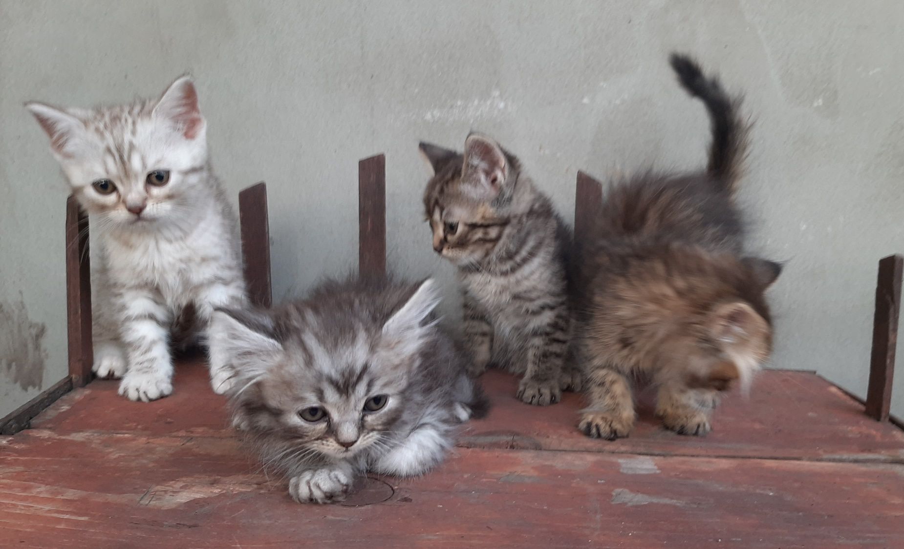 Британские котята