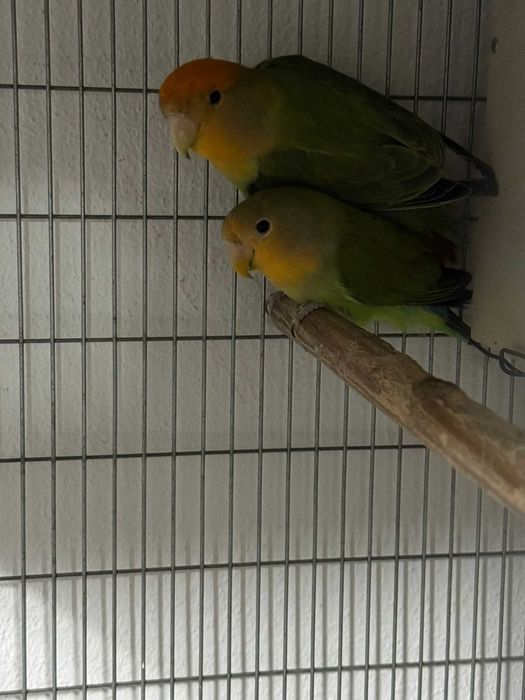 Agapones longfeathers