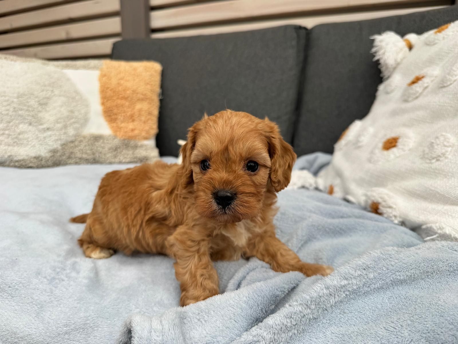 cavapoo szczeniak
