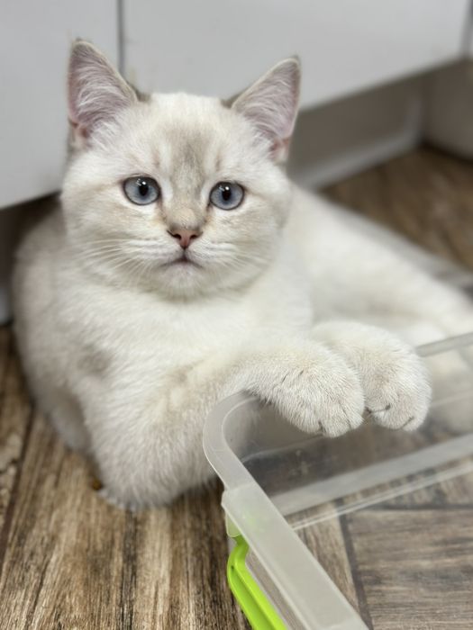 Котик шотландської породи
