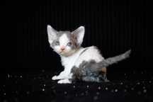 Devon Rex* dziewczynka Elwirka* niebieski arlekin