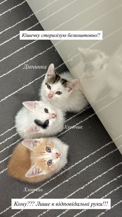 Кошенята в добрі руки.