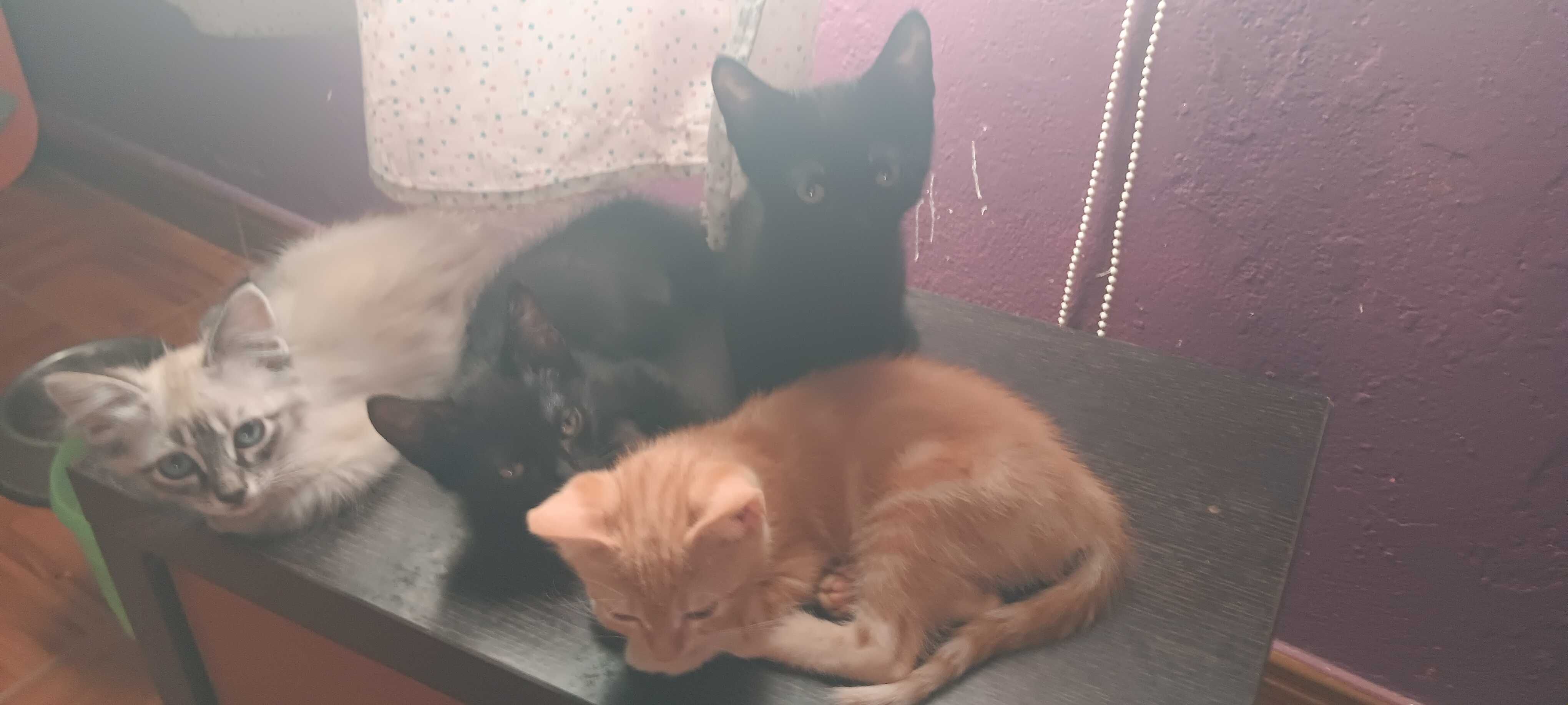 Gatinhos lindos e meigos