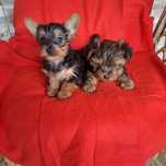 Yorkshire terrier rodowód +wyprawka