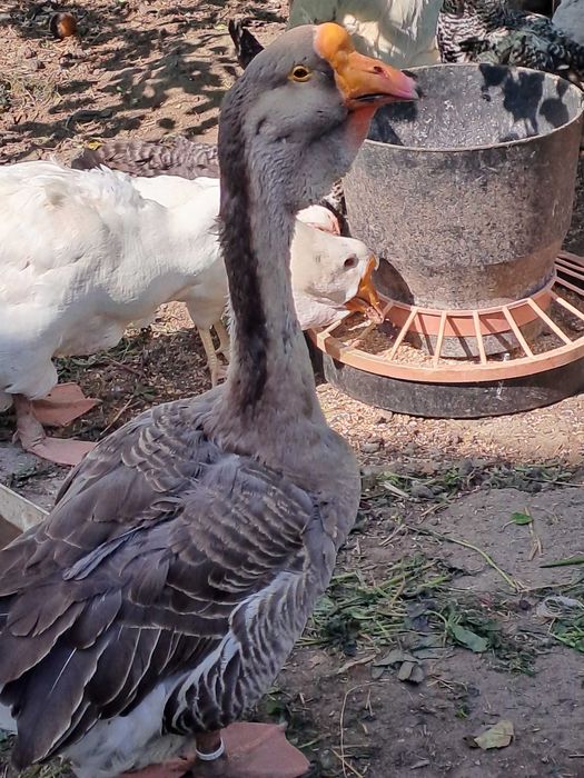 Gęsi kaczki Chołmogory 2022 r.