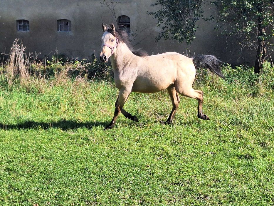 ogierek jelenio-tarantowaty rasa PKS półtoraroczny