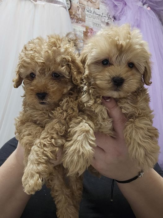 Мальчики мальтипу ф1 готови к переезду вакцинировани