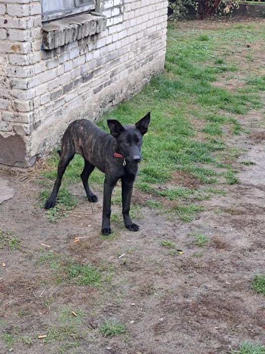 Owczarek Holenderski