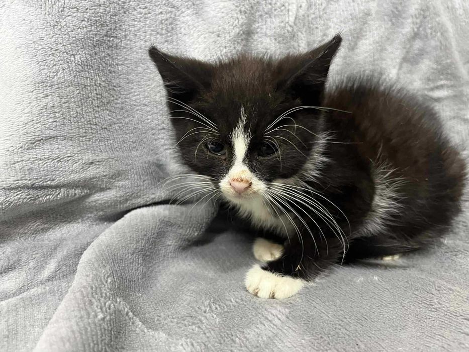 MAŁE kociaki do adopcji! Pyzik, Panek i Psotek szukają domów