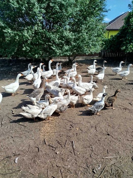 Gęsi i kaczki tegoroczne