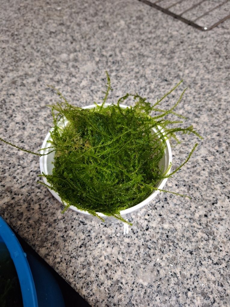 Musgo Java / java moss