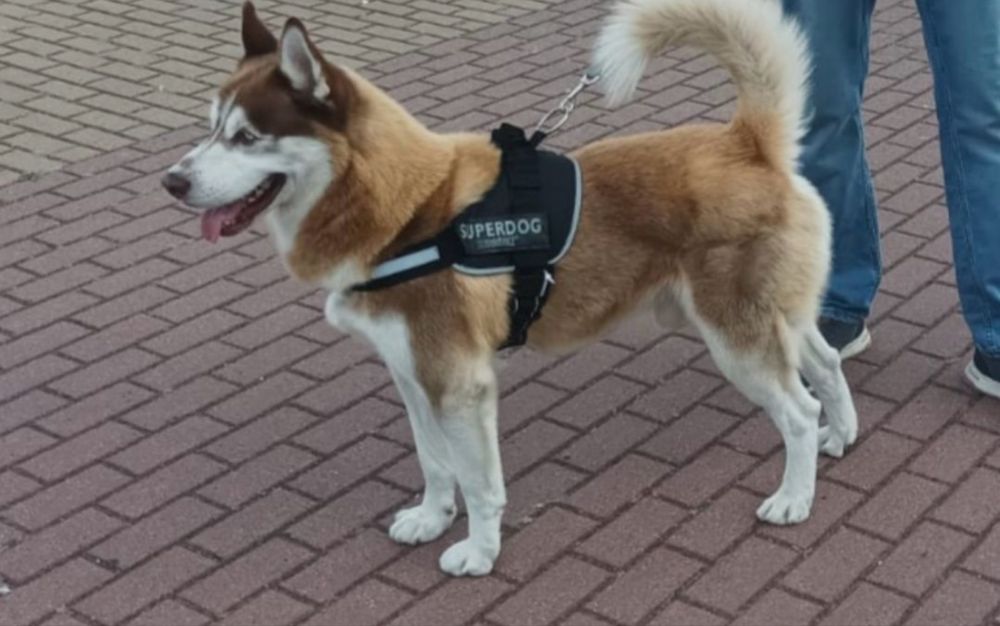 Syberian husky miot B -Buster po Championie