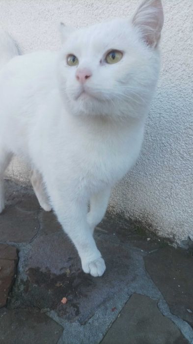 Лагідний котик Зефір в добрі руки