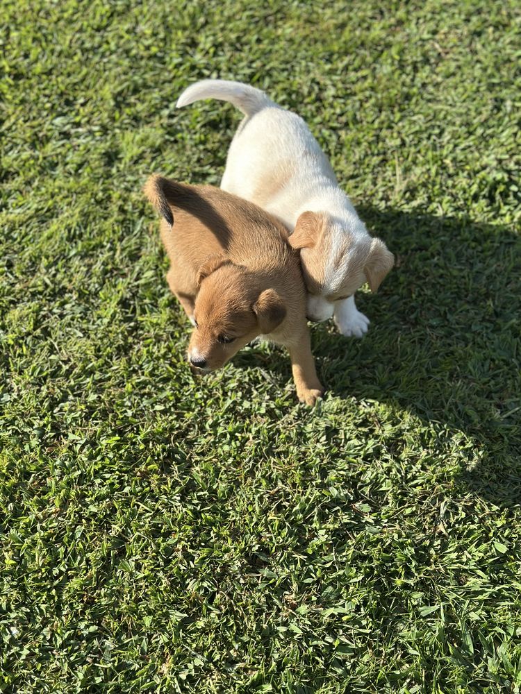 Cachorros para Adoção Responsável