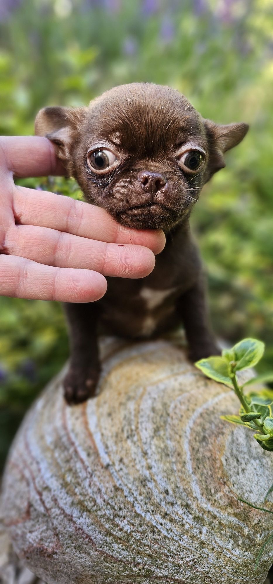 Chihuahua czekoladowy piesek z rodowodem
