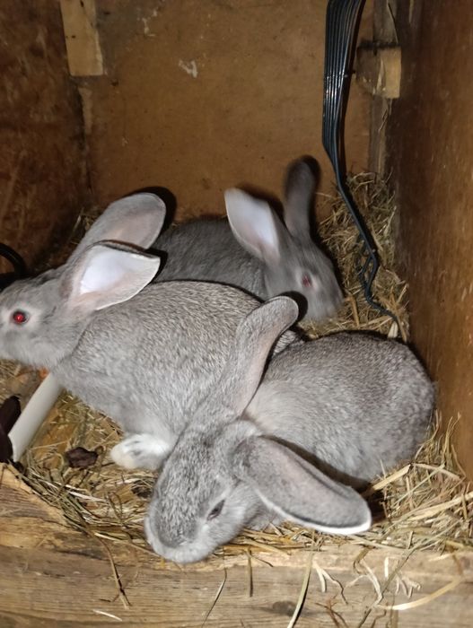 Króliki mieszańce oraz barany francuskie