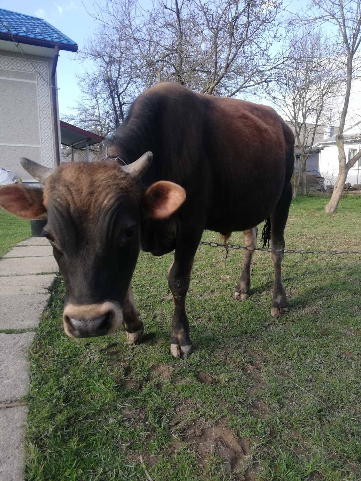 Джерсі Канада гарний бик