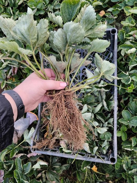 100 sztuk ukorzenione pędy truskawki