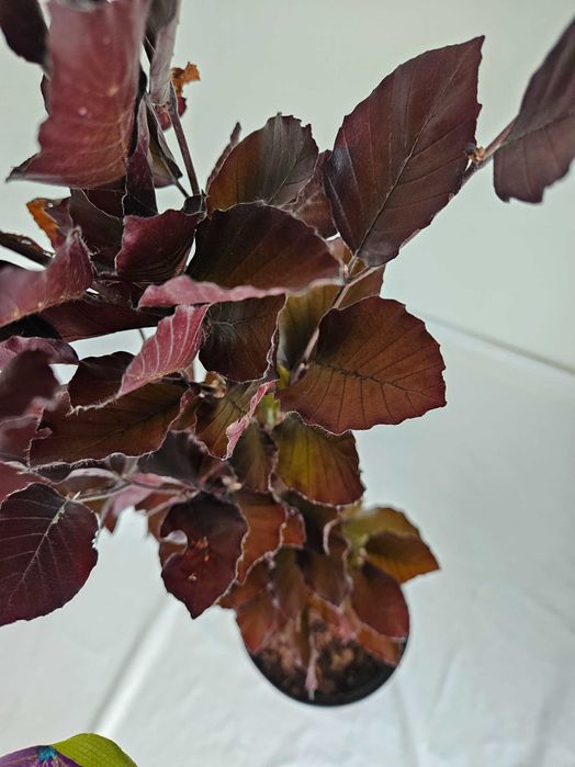 Buk czerwony Fastigiata 110 cm donica 3L