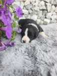 Border collie śliczna suczka, przebadani rodzice