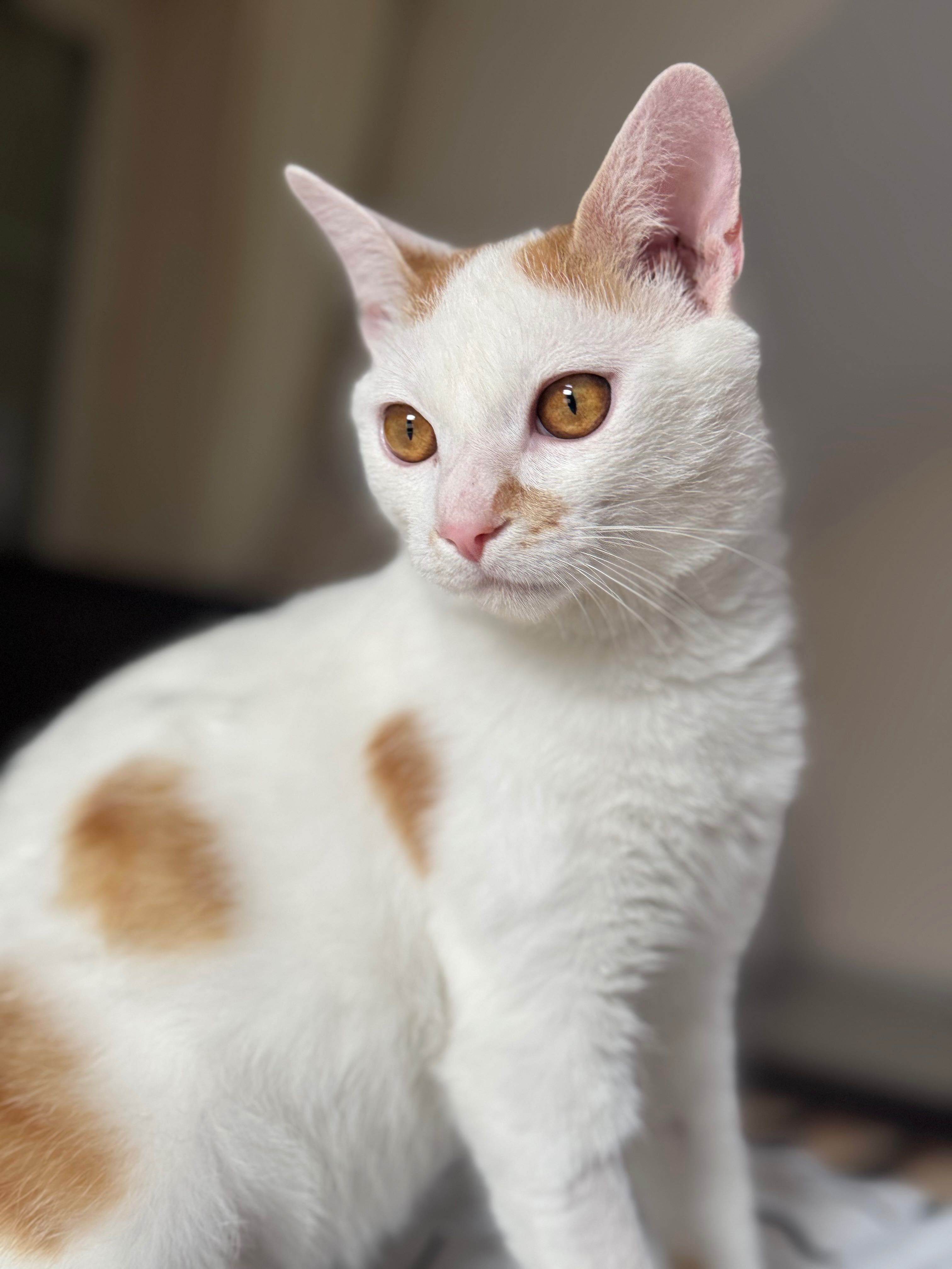 Piękny kotek do adopcji