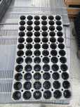 Multiplaty wielodoniczki rozsadowe