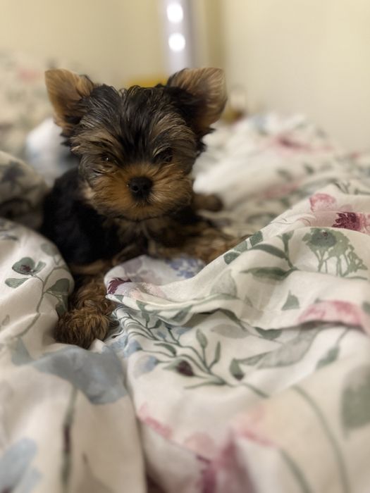 Yorkshire Terrier  york cudna suczka rodowod ZKwP FCI
