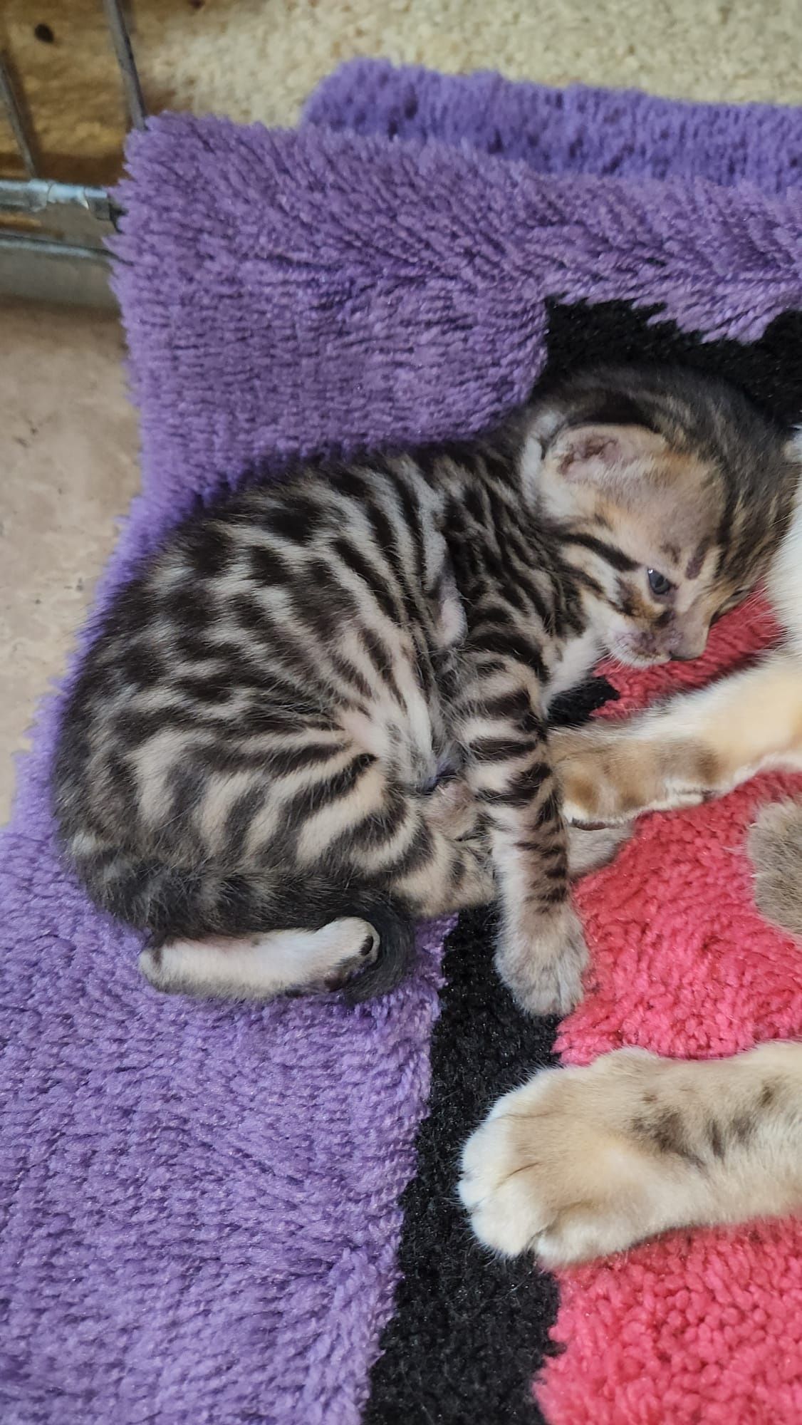 Kot kotki bengal bengalskie TICA
