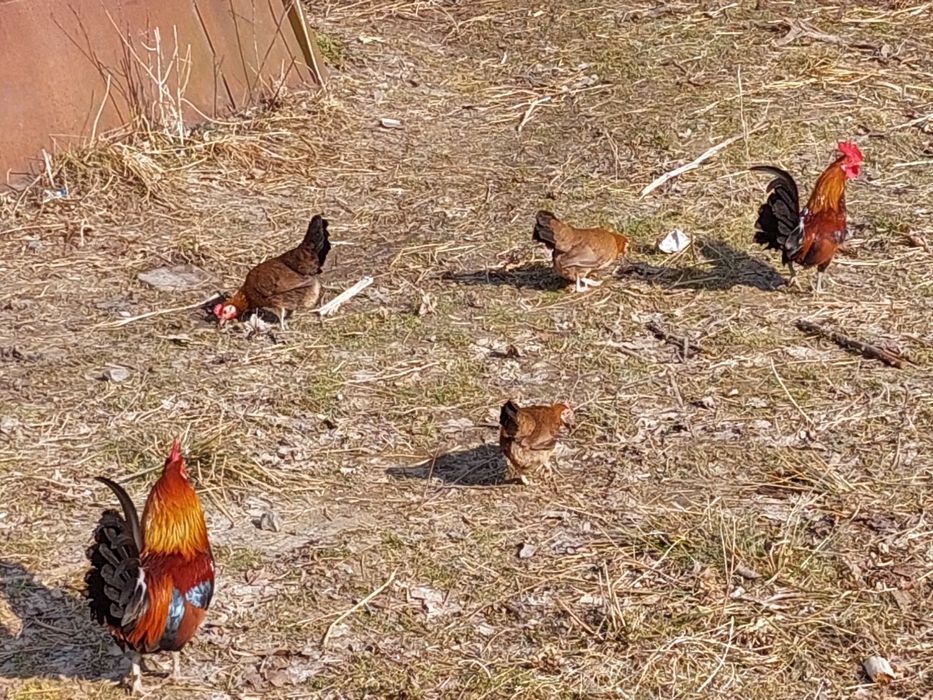 Продам декоративні курочки та півники