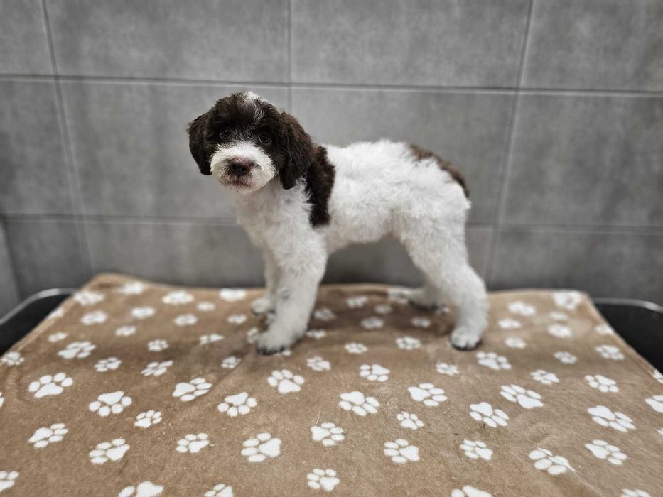 Lagotto Romagnolo FCI – biało-brązowy piesek z miotu FAIRY, Trufflove