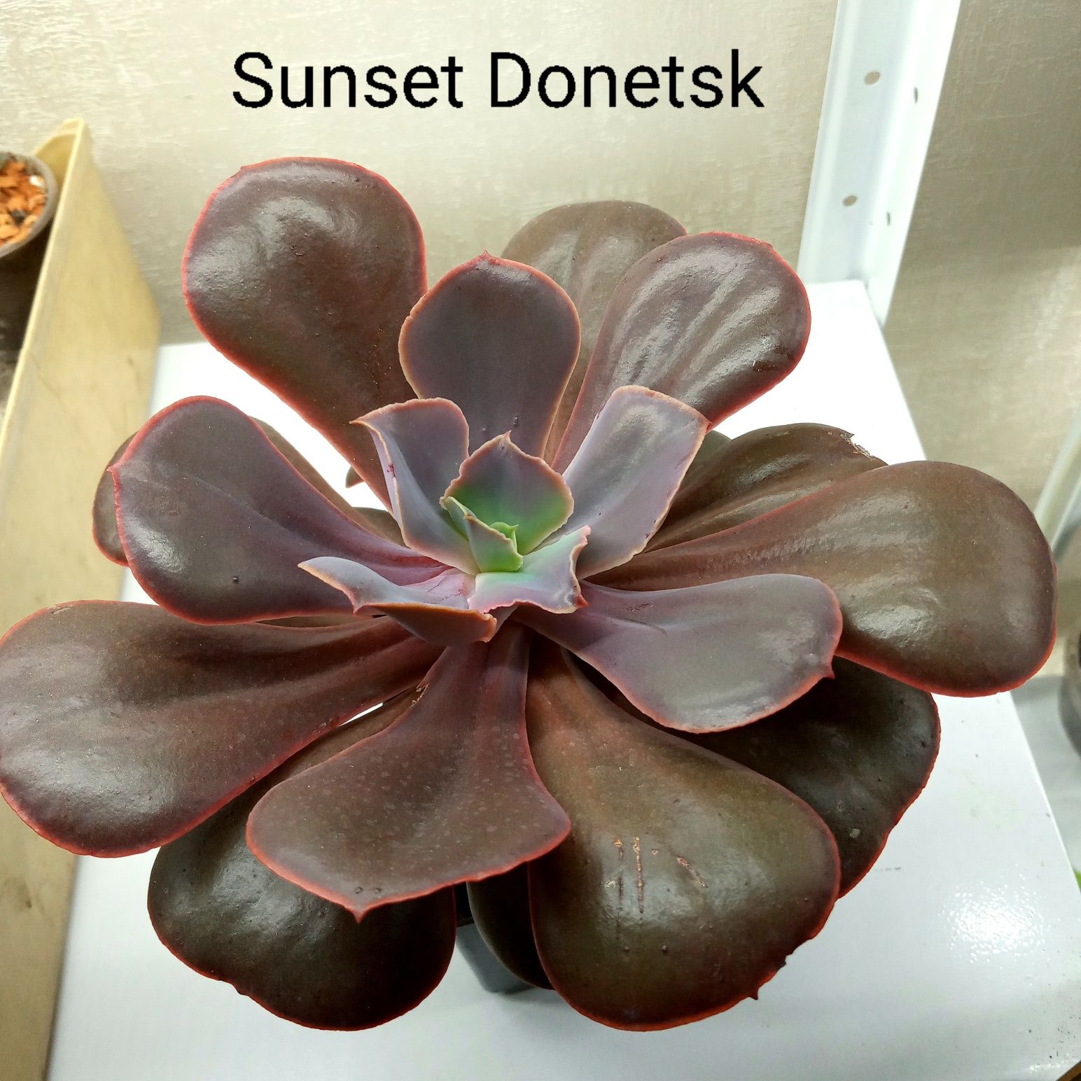 Эхеверия. (Echeveria)