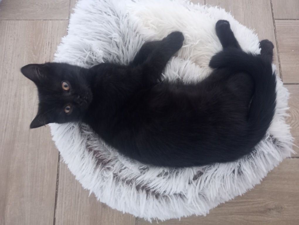 Kot Brytyjski niebieski,whiskas, cynamon,czekoladowy
