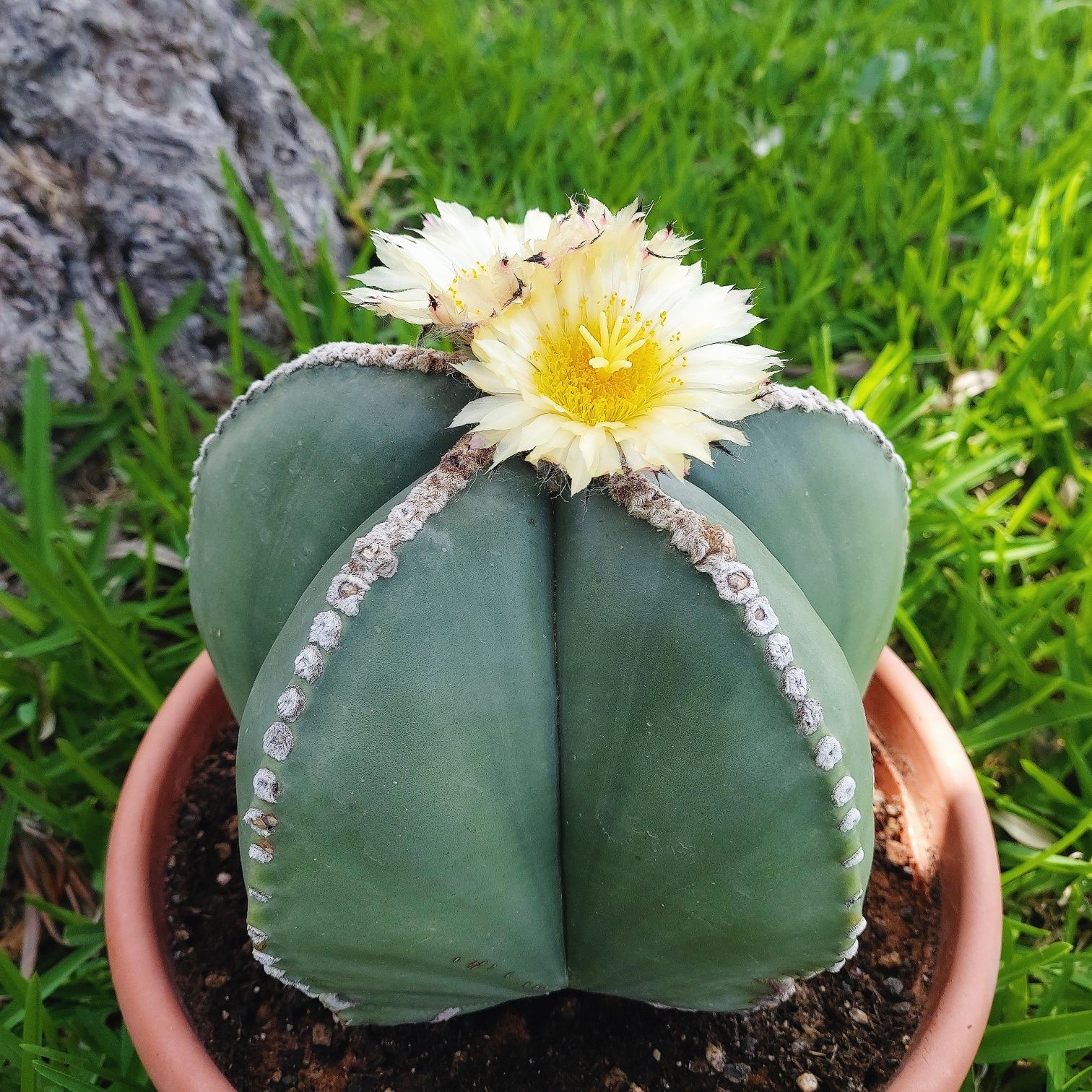 Насіння кактусів Astrophytum myriostigma nudum. Кактус Астрофітум