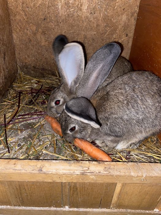 Młode kroliki belgijskie mieszańce