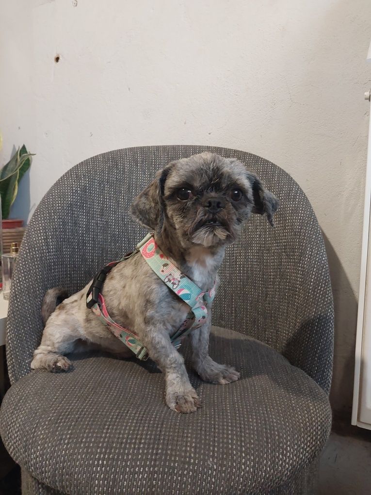 Shih tzu chłopczyk 3 latka