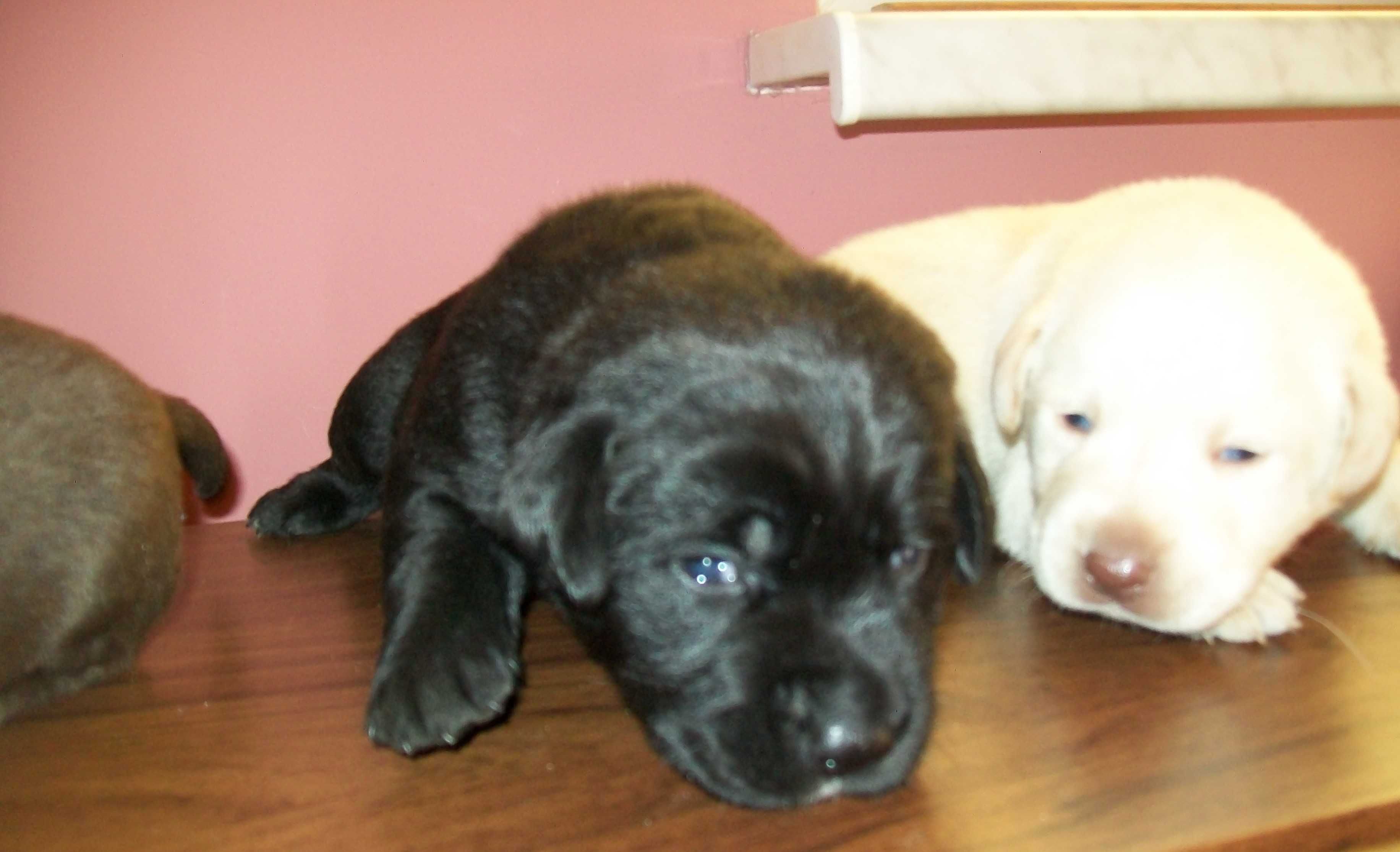 Pies Labrador retriever z Rodowodem