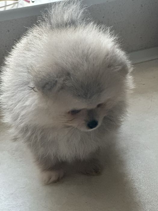 Szpic miniaturowy - chłopiec